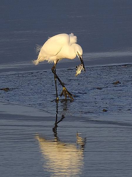 Luzhou Birds m10.JPG