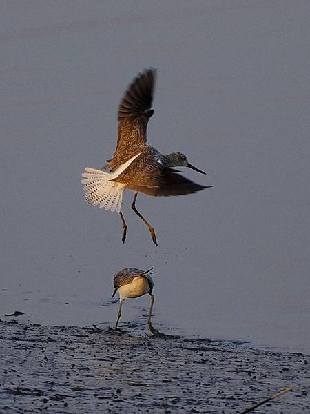 Luzhou Birds n8.JPG