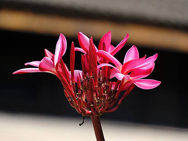 Sinhua l6.JPG Sinhua l6.JPG