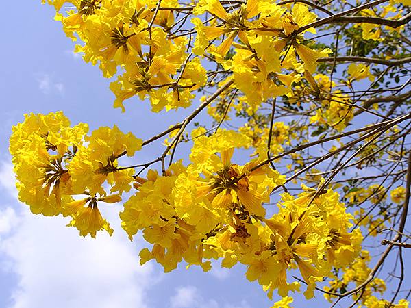 Sinhua n1.JPG Sinhua n1.JPG