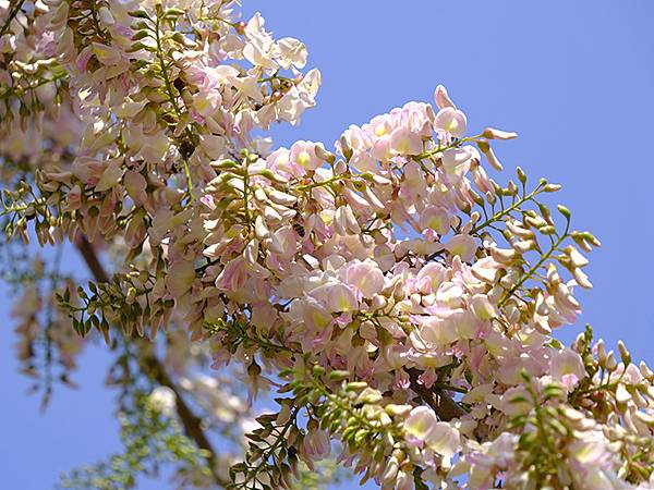 Sinhua n5.JPG Sinhua n5.JPG