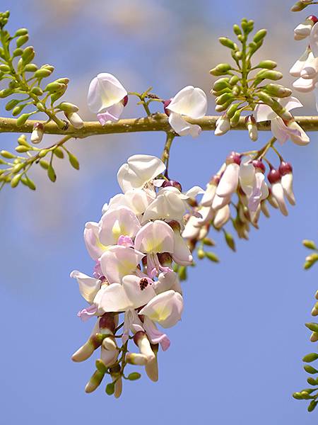 Sinhua n6.JPG Sinhua n6.JPG