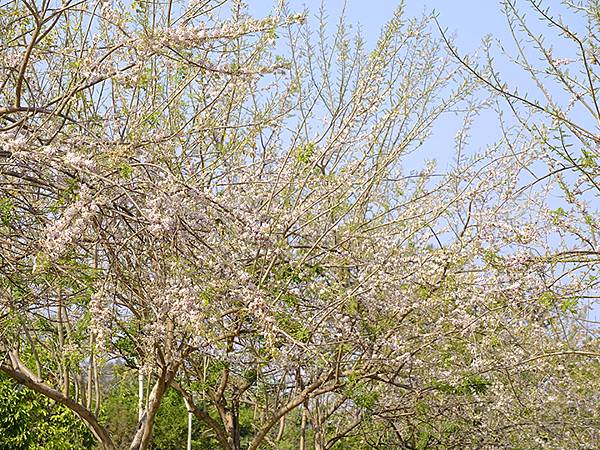 Sinhua n4.JPG Sinhua n4.JPG