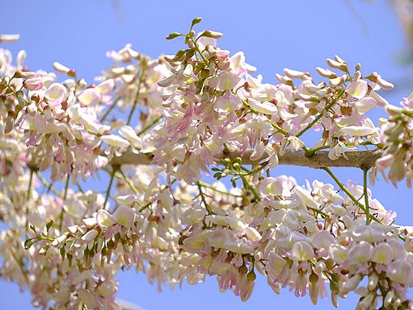 Sinhua n8.JPG Sinhua n8.JPG