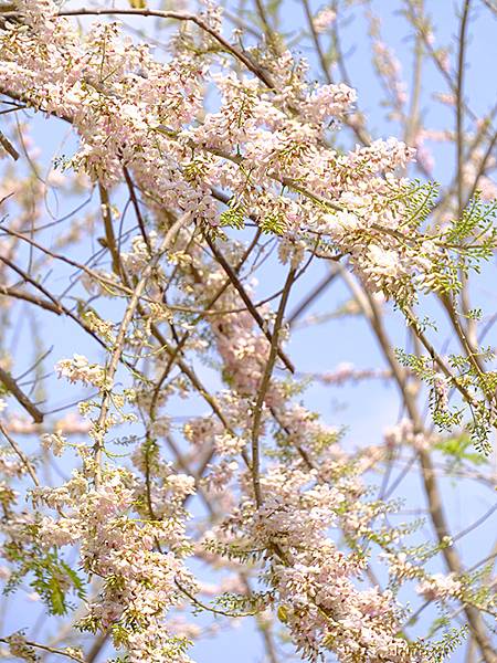 Sinhua n9.JPG Sinhua n9.JPG