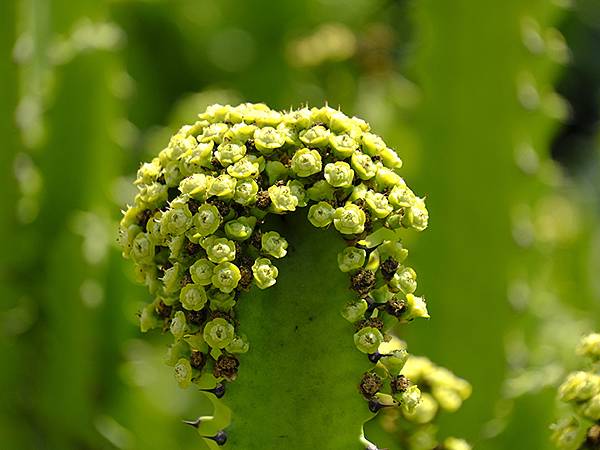 Sinhua o1.JPG Sinhua o1.JPG