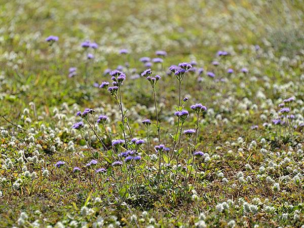 Sinhua o5.JPG Sinhua o5.JPG