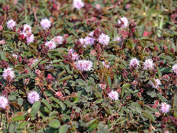 Sinhua o4.JPG Sinhua o4.JPG