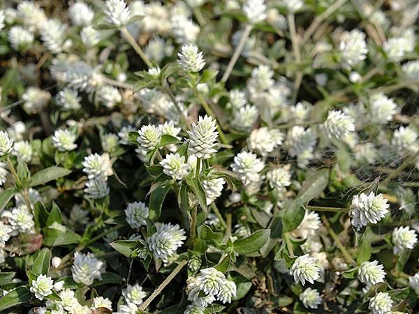 Sinhua o6.JPG Sinhua o6.JPG