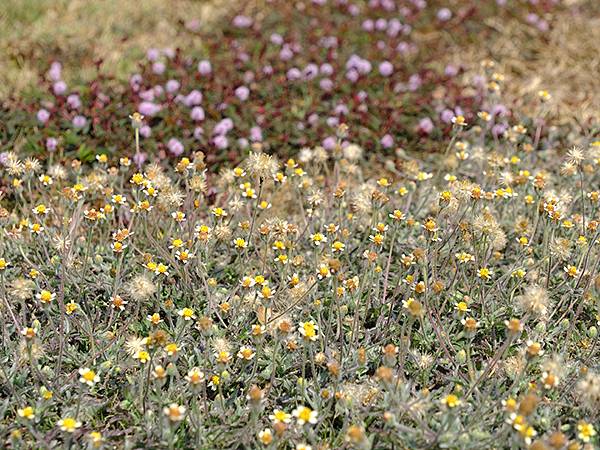 Sinhua o7.JPG Sinhua o7.JPG