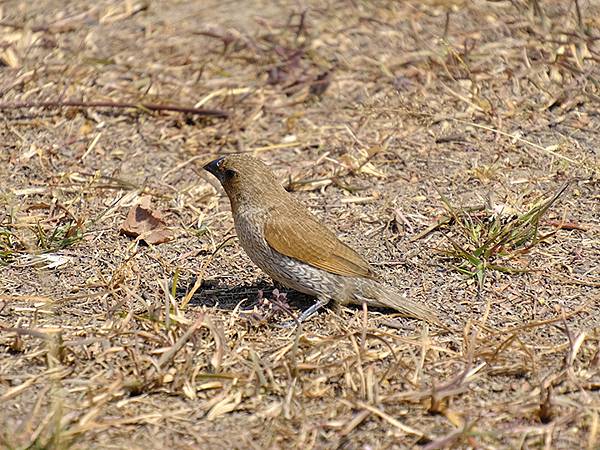 Sinhua o8.JPG Sinhua o8.JPG