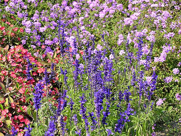 Sinhua o9.JPG Sinhua o9.JPG