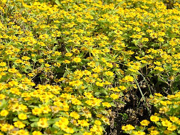 Sinhua o10.JPG Sinhua o10.JPG