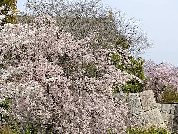 Fushimi b7.JPG Fushimi b7.JPG