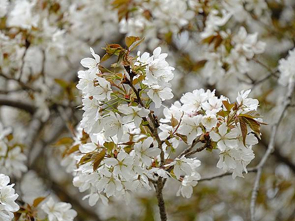 Fushimi c2.JPG Fushimi c2.JPG