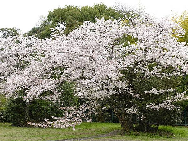 Fushimi c3.JPG Fushimi c3.JPG