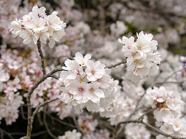 Fushimi c4.JPG Fushimi c4.JPG