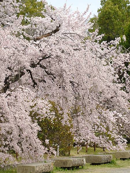 Fushimi c5.JPG Fushimi c5.JPG