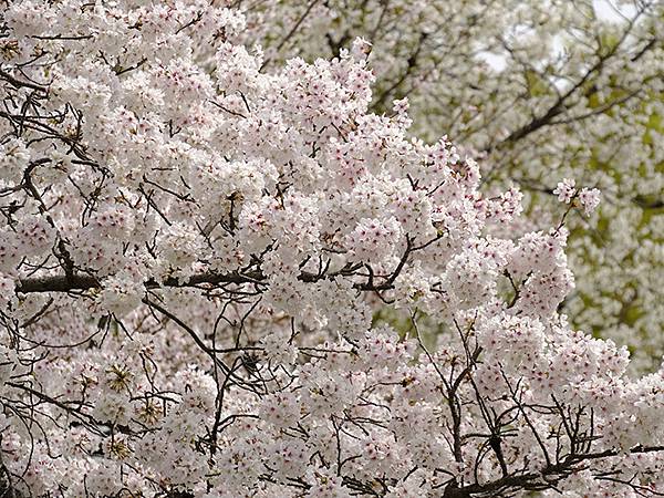 Fushimi c6.JPG Fushimi c6.JPG