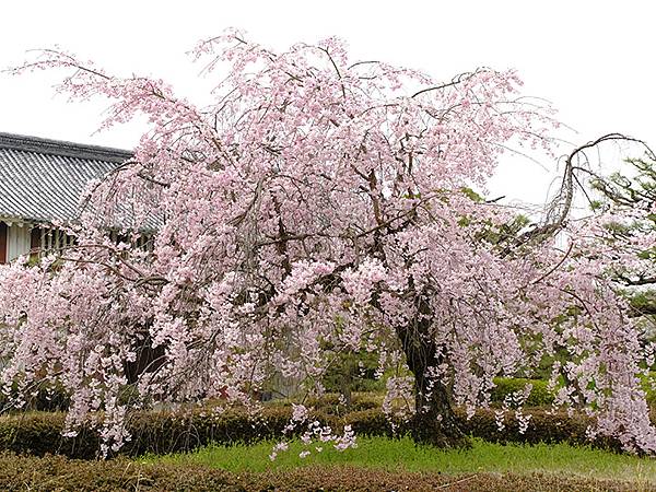 Fushimi c7.JPG Fushimi c7.JPG