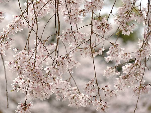 Fushimi c8.JPG Fushimi c8.JPG