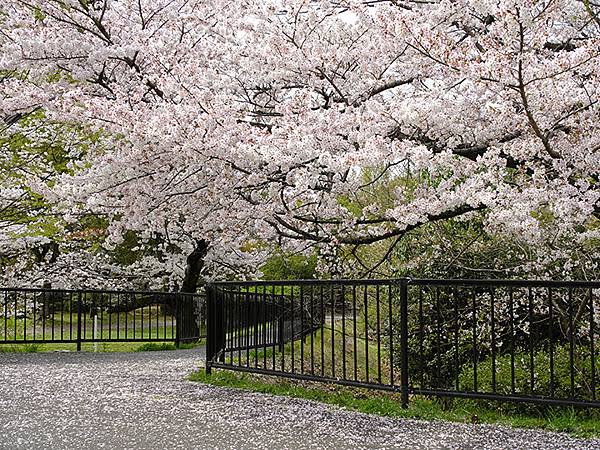 Fushimi c11.JPG Fushimi c11.JPG