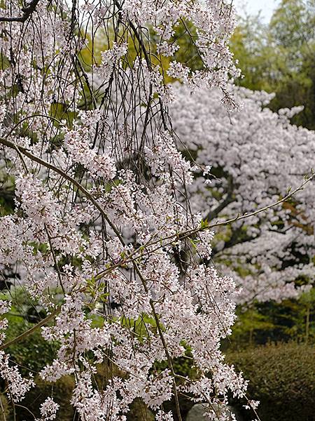 Fushimi c10.JPG Fushimi c10.JPG