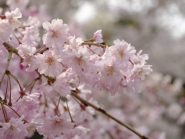 Fushimi c9.JPG Fushimi c9.JPG