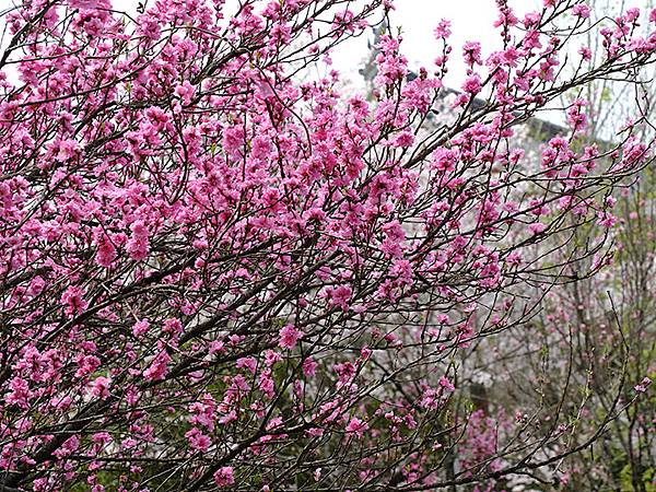 Fushimi d2.JPG Fushimi d2.JPG