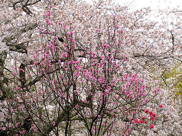 Fushimi d1.JPG Fushimi d1.JPG