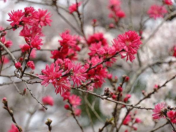 Fushimi d4.JPG Fushimi d4.JPG