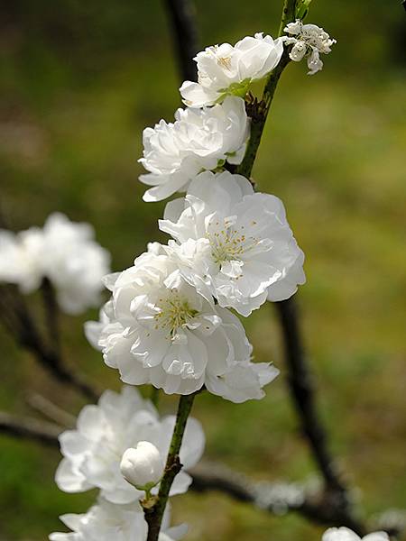 Fushimi d3.JPG Fushimi d3.JPG