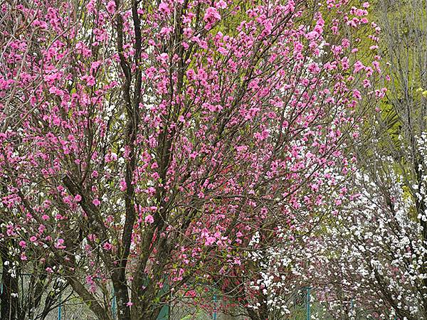 Fushimi d5.JPG Fushimi d5.JPG