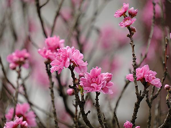 Fushimi d6.JPG Fushimi d6.JPG