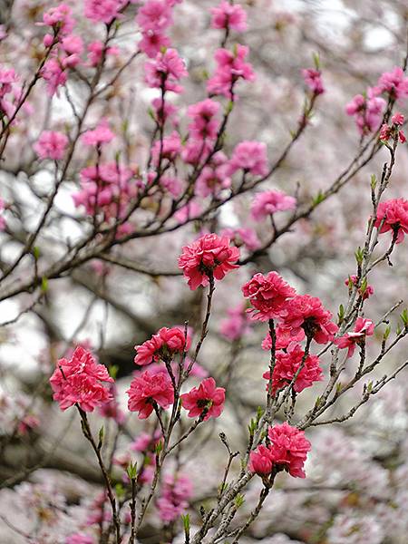 Fushimi d7.JPG Fushimi d7.JPG