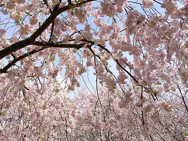 Omiwa a1.JPG Omiwa a1.JPG