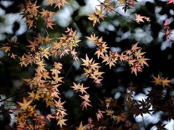 Omiwa a3.JPG Omiwa a3.JPG