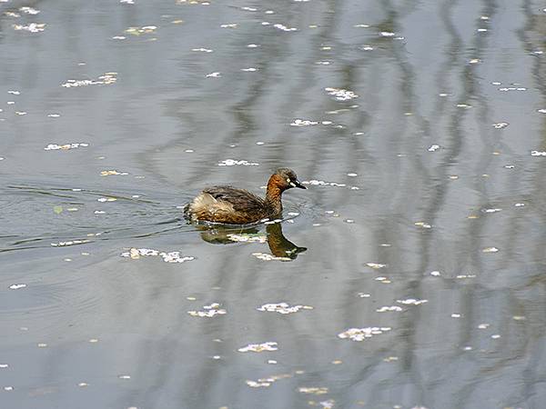 Omiwa d1.JPG Omiwa d1.JPG