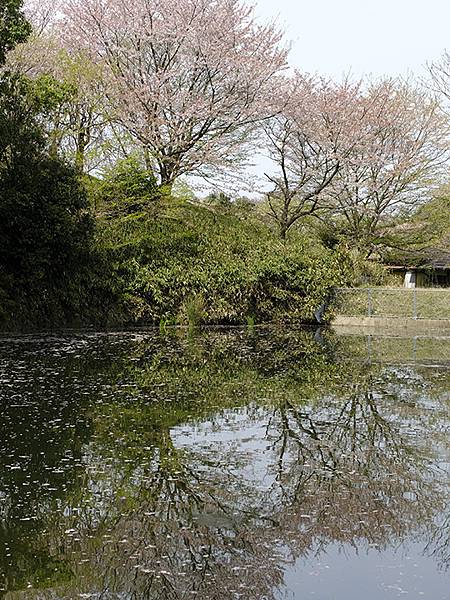 Omiwa d3.JPG Omiwa d3.JPG