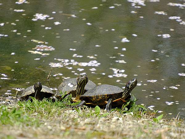 Omiwa d2.JPG Omiwa d2.JPG