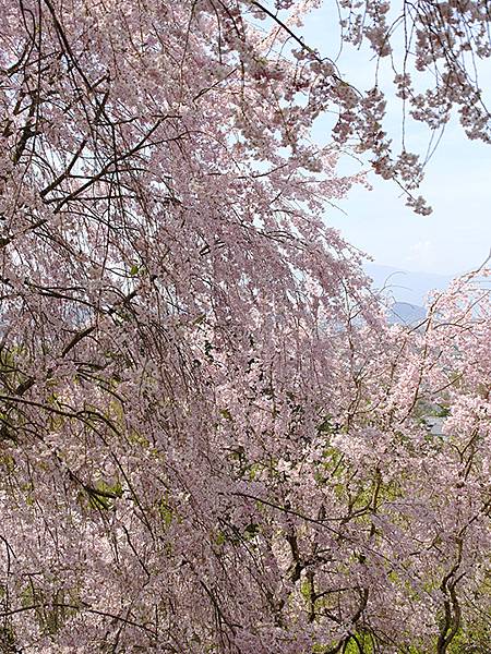 Omiwa e3.JPG Omiwa e3.JPG