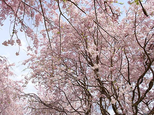 Omiwa e2.JPG Omiwa e2.JPG