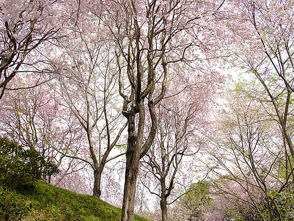 Omiwa e4.JPG Omiwa e4.JPG