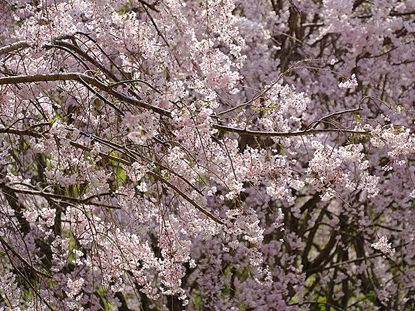 Omiwa e8.JPG Omiwa e8.JPG