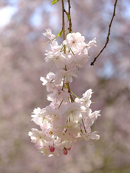 Omiwa e6.JPG Omiwa e6.JPG