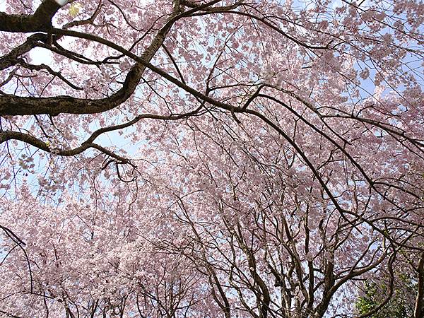 Omiwa e5.JPG Omiwa e5.JPG