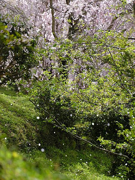 Omiwa e10.JPG Omiwa e10.JPG