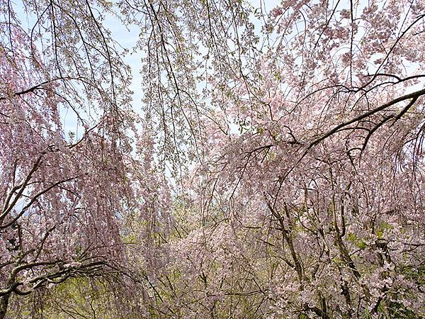 Omiwa e7.JPG Omiwa e7.JPG