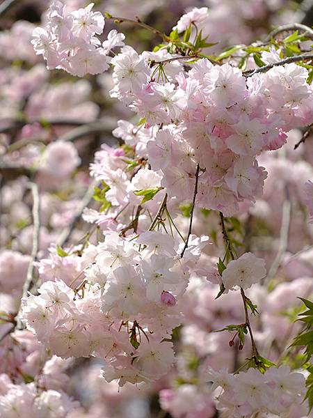 Omiwa f2.JPG Omiwa f2.JPG