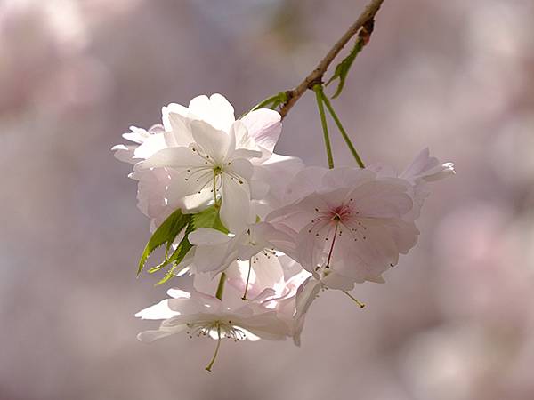 Omiwa f5.JPG Omiwa f5.JPG